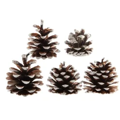 Set di 5 pigne Pinus nigra innevato Ecru
